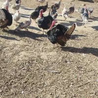 فروشی|حیوانات مزرعه|زابل, |دیوار