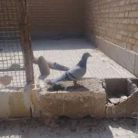 پرنده