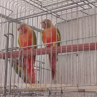 2 تا گرینچیک رد ماده