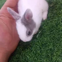 چشم اشکی چشم اهوی زیبا