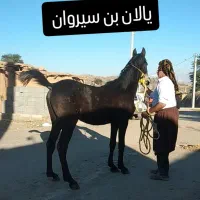 اسب کره سیروان آقای لارتی