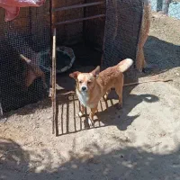 سگ پانر