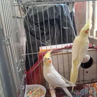 یک جفت عروس هلندی