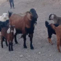 تکه فروشی