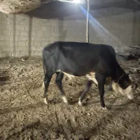 گاو نر
