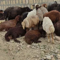 فروش دام