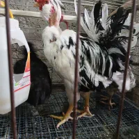 ۴مرغ گلین و۱عددخروس گلین گردن لخت یکجا فقط۵۸۰۰