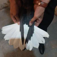 کفتر زاغ دم سفید