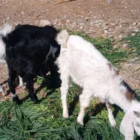 سه راس بزغاله پاکستانی