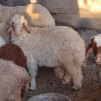 اهواز