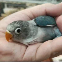 کوتوله نژاد آبی