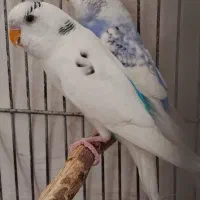 یک‌جفت‌مرغ عشق ‌با‌جوجه‌‌آماده