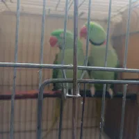 شاه طوطی