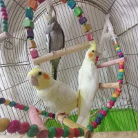 عروس هلندی