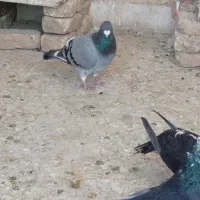 کبوتر|پرنده|فسا, |دیوار