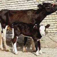 گاو با گوساله ماده المانی شکم اول ۷کیلو شیر