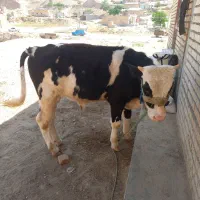 گوساله نر