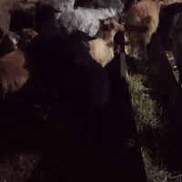 میش و بره رومن