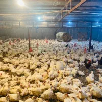 انبار مرغ زنده احمد کعبی کیلو ۲۲۵۰۰۰ سهراهشلیلی