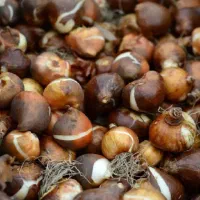 پیاز گل نرگس شهلا شیراز عمده