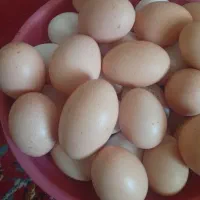 تخم مرغ محلی