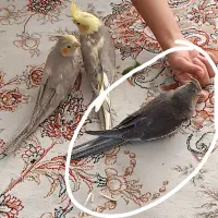 عروس هلندی ۶۵ روزه