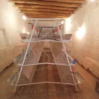 قفس منبری مرغ تخمگذار