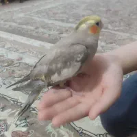 عروس هلندی
