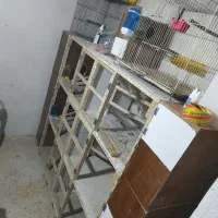 جفت عروس هلندی همراه با تخم
