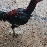 تخم مرغ لاری نطفه دار