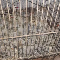 یک جفت فنچ بالغ با جوجه