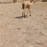 شتر|حیوانات مزرعه|اسفراین, |دیوار
