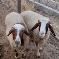 گوسفند شک کاور