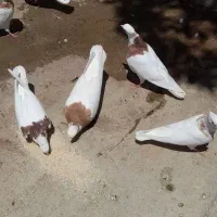 کبوتر طوق