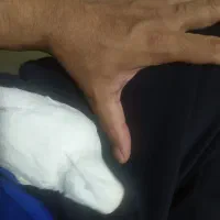 عروس هلندی شاه تخم دستی چشم شرابی