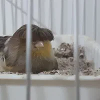 قناری گلستر