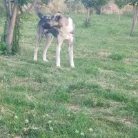 سگ نژاد افغان