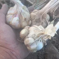فروش سیر کله