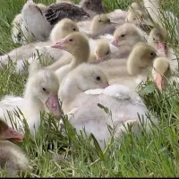 فروشه جوجه غاز ۵۵و۳۰روزه همه باهم فروخته میشه