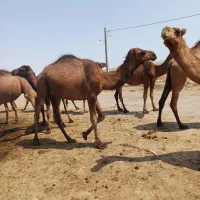 شتر|حیوانات مزرعه|اسفراین, |دیوار