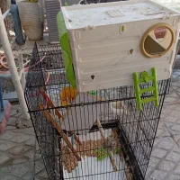 قفس و متعلقات