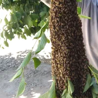 زنبور