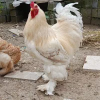 جوجه برهما سلطان لهستانی