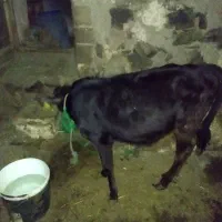 گوساله ماده
