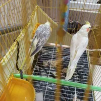 عروس هلندی
