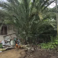 فروش درخت نخل 10ساله