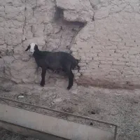 فروش بره قوچ نژاد چال