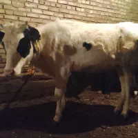 ماده