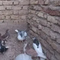 جفت ذات شهری
