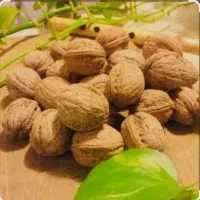 گردو
